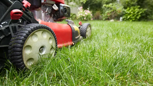Home Decor and Garden