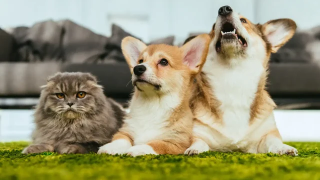 Pets and Pet Care